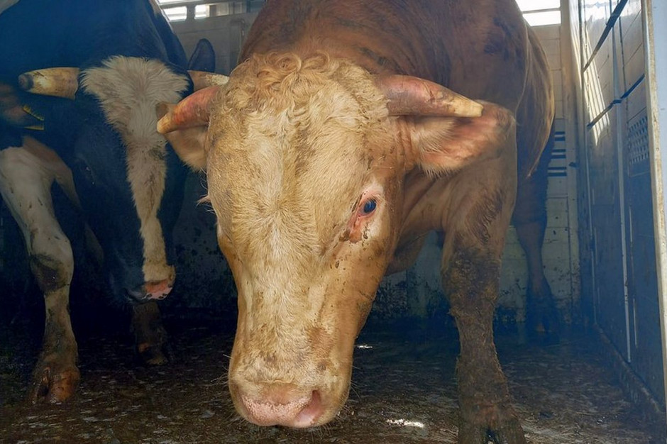 Weterynarz orzekł, że byków w ładowni było za dużo, Foto: WITD Leszno