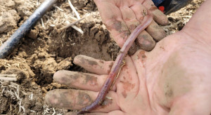 How many earthworms are in the soil?  How do they enrich soil biology?