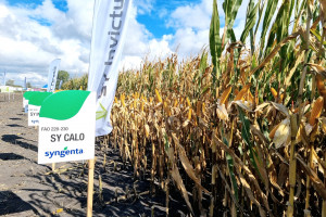 Syngenta: przegląd odmian kukurydzy na wiosnę 2023