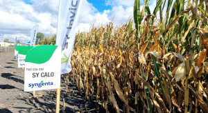 Syngenta: przegląd odmian kukurydzy na wiosnę 2023