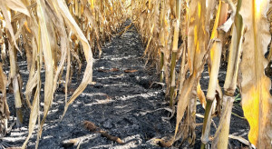 Syngenta: możliwości ochrony chemicznej kukurydzy na sezon 2023
