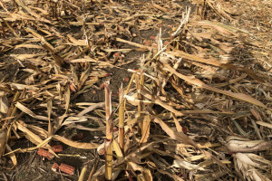 Kukurydza – dużo resztek, duży kłopot?