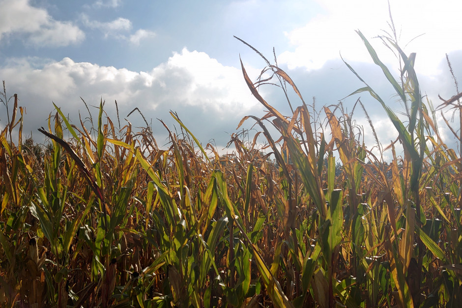 Na większości areału liście kukurydzy zasychają, fot. Maciej Sacha