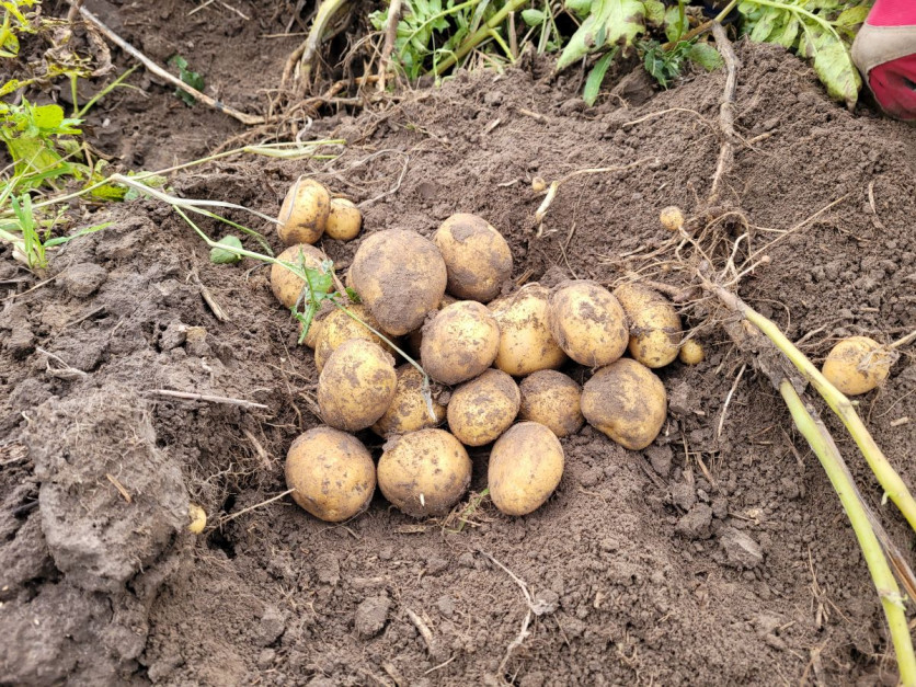 Od dwóch lat rolnik z sukcesami prowadzi uprawę ziemniaków w technologii bezorkowej fot. Tomasz Kuchta
