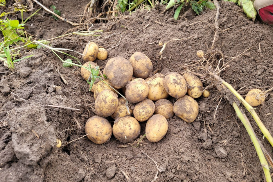 W plantacjach ziemniaka prowadzonych bez nawadniania, gdzie odczuwalny był niedostatek opadów deszczu, średnie plonu kształtują się od 25-35 t/ha. fot.TK
