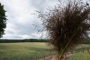 Odporna miotła zbożowa? Jak ją zwalczać w dobie szerzącego się zjawiska odporności na herbicydy?