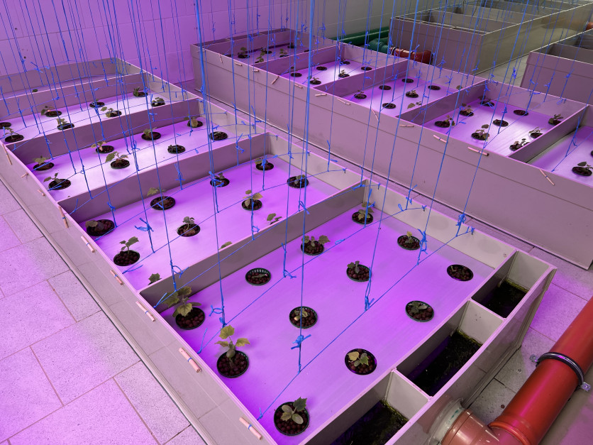 Testowa uprawa ogórków w systemie akwaponicznym (fot. AKam)