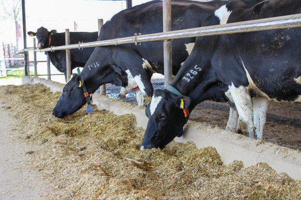 Makroelementy w suplementacji mineralno-witaminowej bydła mlecznego: fosfor