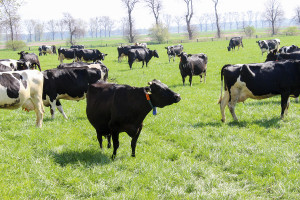 Krowy i klimat – dane historyczne ujawniają nieoczekiwane fakty dotyczące metanu