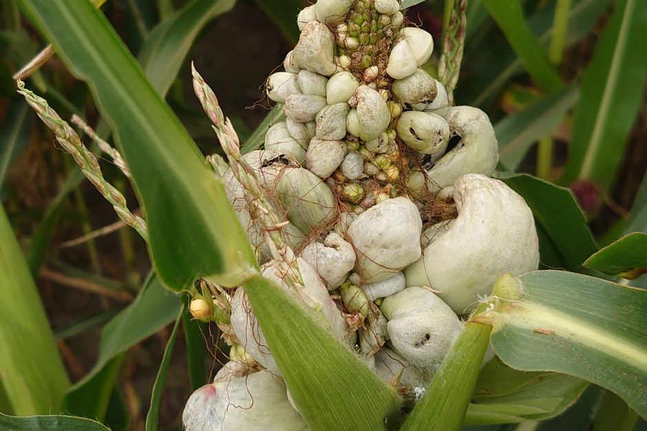 Znacznie rozwinięta głownia guzowata przerastająca niemal całą kolbę kukurydzy, fot. Maciej Sacha