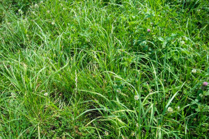 Wpływ agrotechniki na wartość pastewną mieszanek bobowato-trawiastych