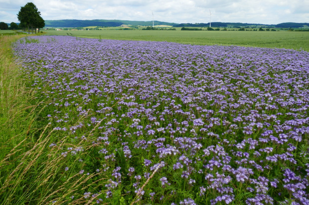 W ramach nowego planu opracowano sześć ekoschematów zamiast wcześniej planowanych szesnastu, fot. Shutterstock Rośliny miododajne i rolnictwo węglowe - o tym będziemy mówić podczas konferencji Farmera