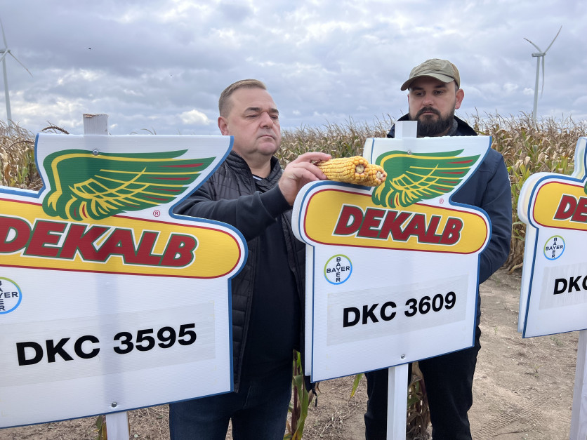 W tym roku, w gospodarstwie w Kaszewach największy areał kukurydzy należał do odmiany DKC 3609 Fot. AK