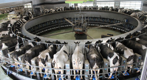 Rynek mleka w 2025 r. Od stabilizacji do narastającego kryzysu