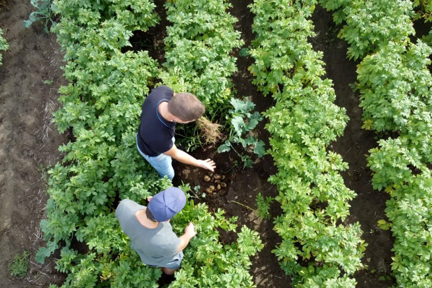 Innowacyjny Farmer 2022: Ziemniaki w uprawie bezorkowej i alternatywne metody nawożenia