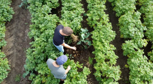 Innowacyjny Farmer 2022: Ziemniaki w uprawie bezorkowej i alternatywne metody nawożenia