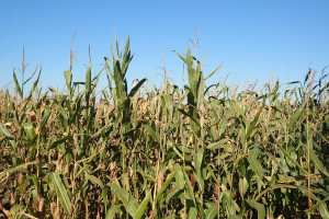 Kukurydza na ziarno w deszczowym regionie