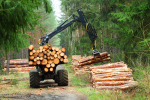 W dobie wysokich cen energii rolnicy stawiają na pozyskiwanie drewna