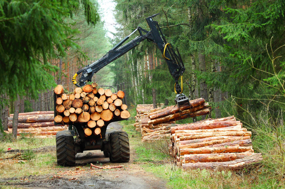 Odebranie kompetencji krajowych Lasom Państwowym co do gospodarki leśnej nie pozostanie bez wpływu na przemysł drzewny oraz produkcję stolarki  budowlanej w Polsce. Foto. Shutterstock