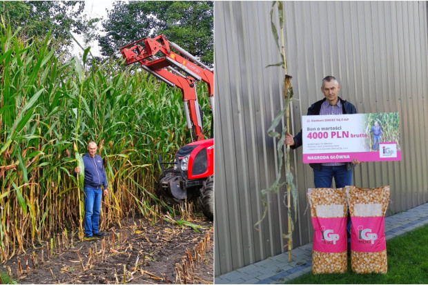 Zmierz się z IGP: Nagrodzona kukurydza miała 4,43 m wysokości