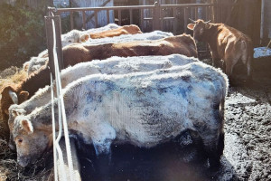 14 padłych krów w gospodarstwie, właścicielowi grozi 5 lat więzienia