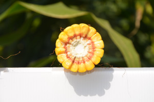 Jakie plony kukurydzy i słonecznika?