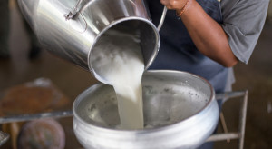 Ceny mleka spadają. Jakie rozwiązania proponują producenci?