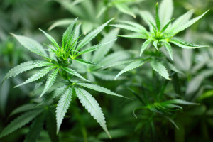 Niemcy przygotowują legalizację marihuany