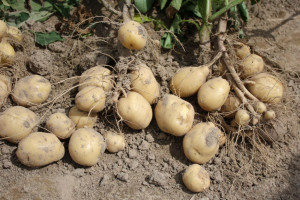 Będzie więcej pieniędzy na utylizację zakażonych ziemniaków