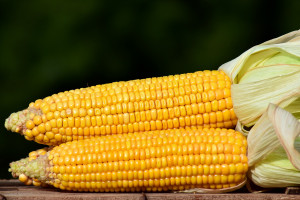 Plony kukurydzy niższe niż przypuszczano. Co z ceną?