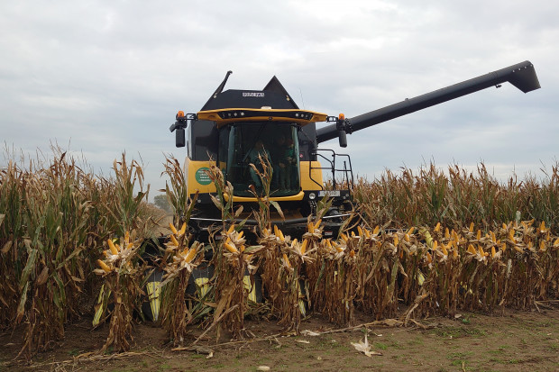 Wysokie plony kukurydzy, ale i duża wilgotność ziarna. Żniwa kukurydziane z Farmsaat w kujawsko-pomorskim
