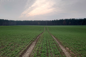 Nawożenie zbóż mikroelementami jesienią