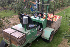 Zbiory jabłek 2022 - bardzo trudny sezon dla sadowników