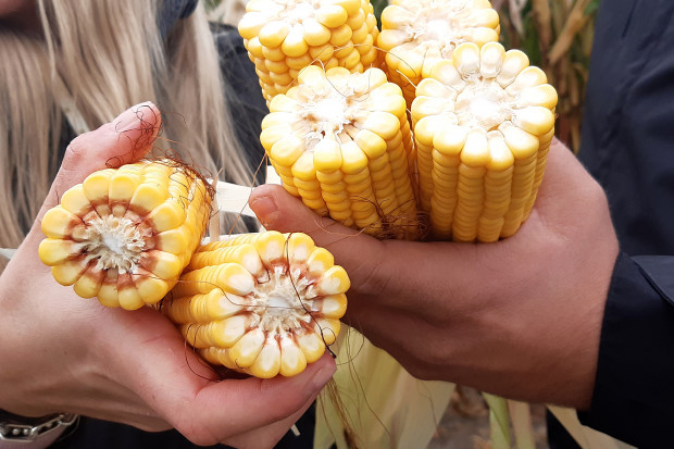 Innowacyjne technologie w produkcji kukurydzy