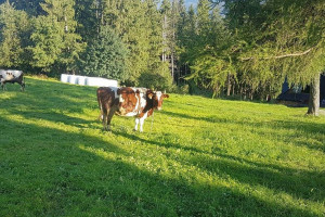 Wilki zagryzły byki w gospodarstwie pod Wieruszowem. To już kolejny atak