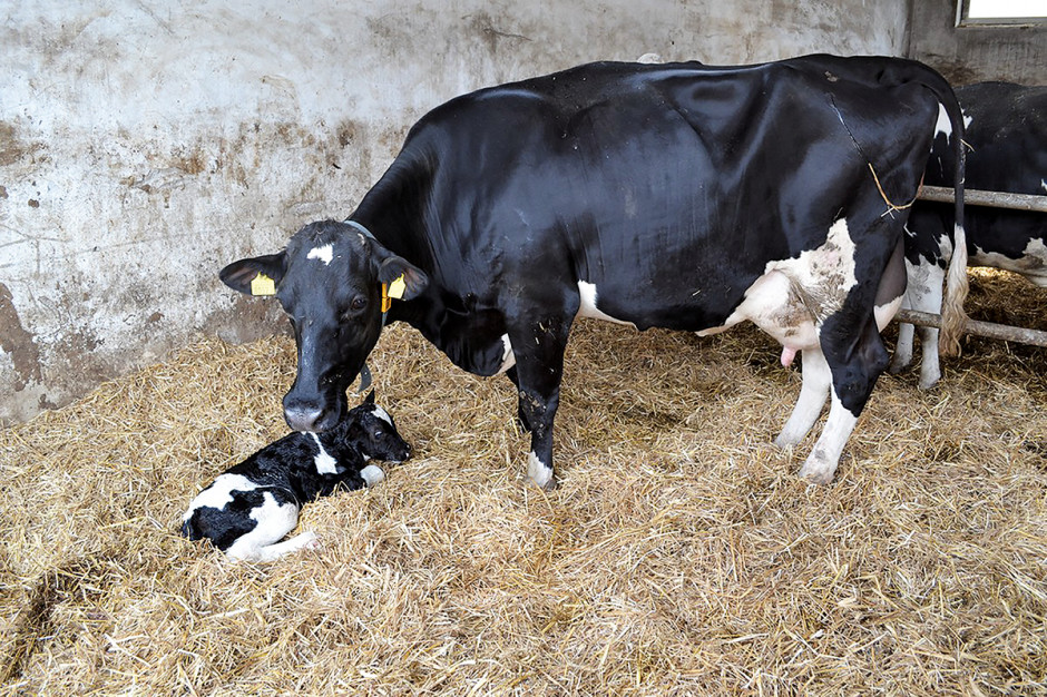 Wirusowe przyczyny zaburzeń rozrodu bydła. fot. Farmer