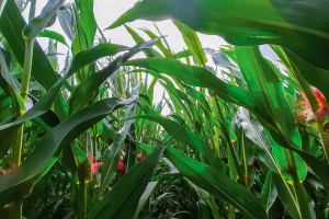 Jak liście kukurydzy wpływają na plon?
