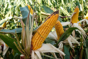 Czym jest właściwa odmiana kukurydzy?