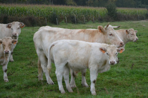 PZPBM poszukuje najlepszego producenta bydła mięsnego 2022 r.