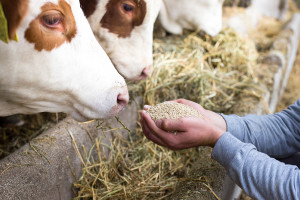Uwaga na niedobór składników w dawce dla bydła