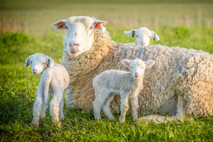 Holandia: Stabilne zużycie antybiotyków w produkcji zwierzęcej 