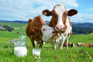 Spada pogłowie krów mlecznych w Polsce