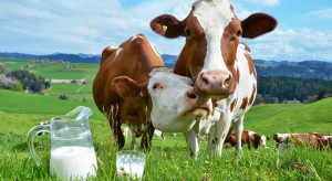 Niemcy: Odkryto przyczynę śmiertelnej wady genetycznej u bydła HF