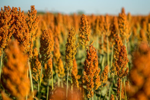 PZPK: Do 100 tys. ha kukurydzy ziarnowej zebrano na kiszonkę 