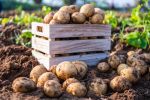 BGŻ: Niepewna przyszłość produkcji ziemniaków skrobiowych