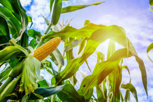 Mykotoksyny będą problemem tegorocznego ziarna kukurydzy