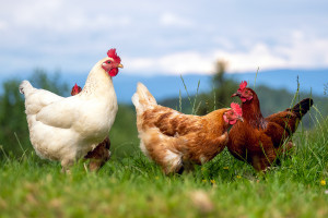 Holandia: Zarządzono kontrole ferm jaj i drobiu