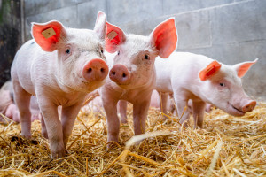 2018 r. stoi pod znakiem spadku pogłowia świń