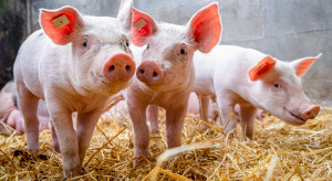 Wzrosło zużycie antybiotyków w polskiej produkcji zwierzęcej 