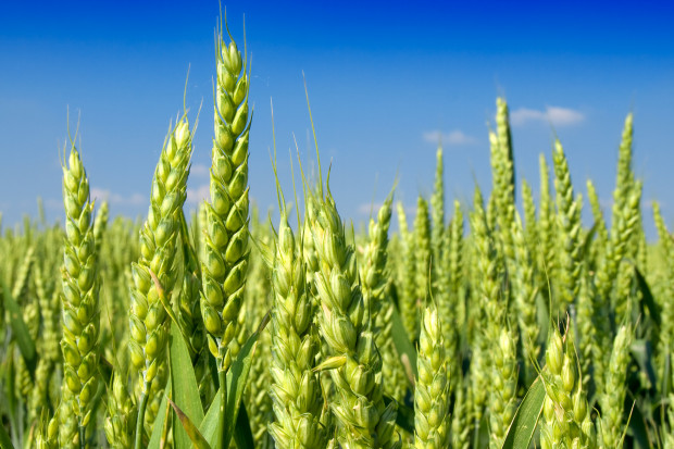 Ukraina zbierze mniej zbóż